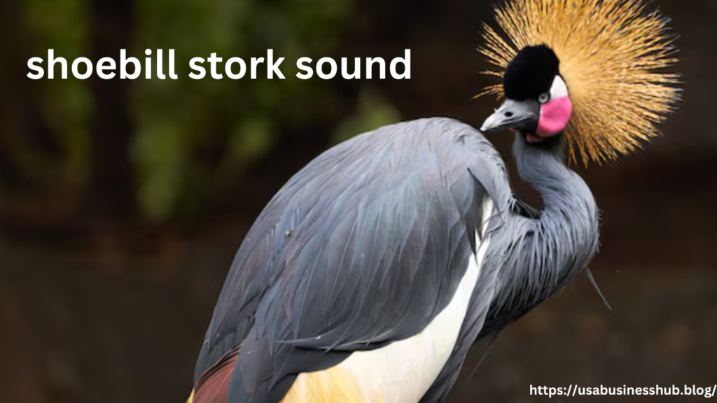 Shoebill Stork Sound