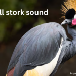 Shoebill Stork Sound